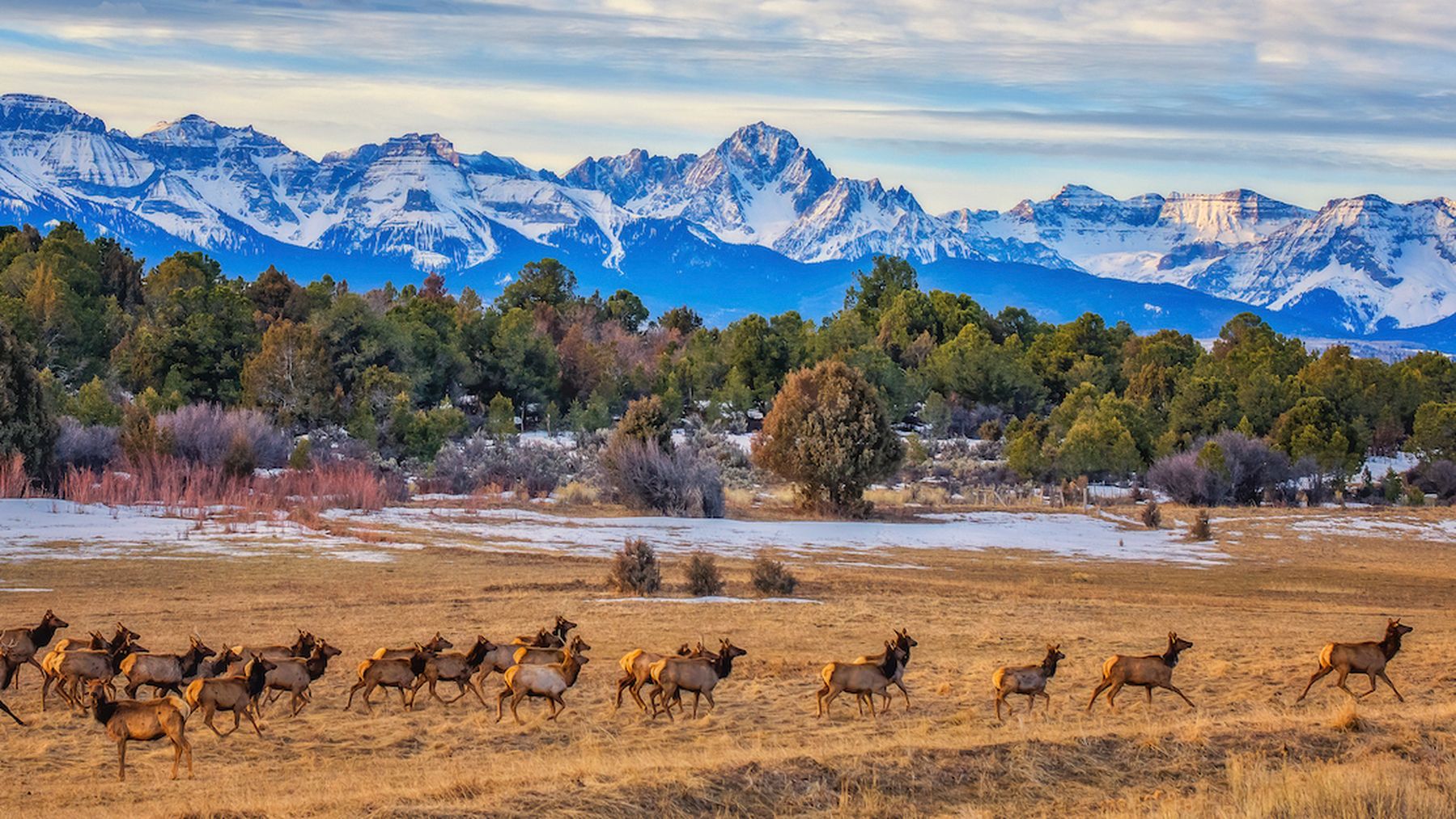 Image of deers