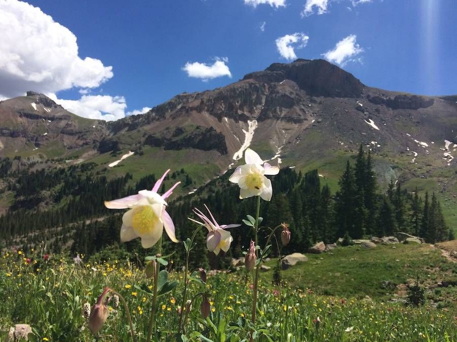 Image of columbine flowers in Wetterhorn Basin