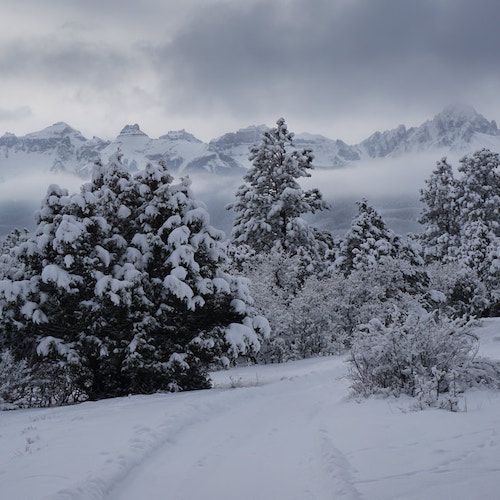 Top of the Pines Winter Landscape